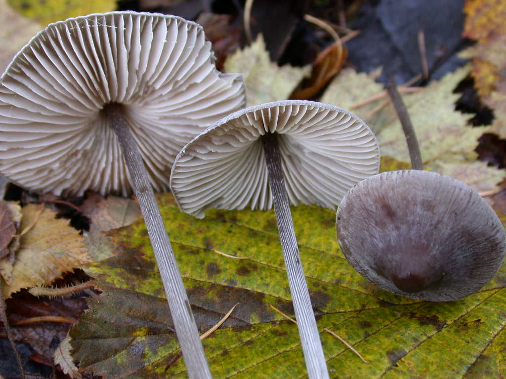 Mycena polygramma